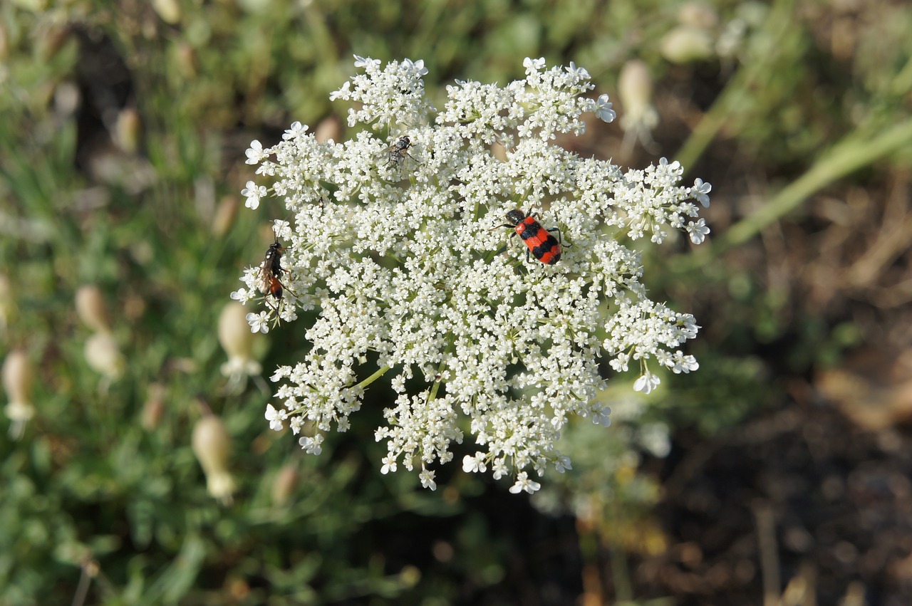 nature  beetle  flower free photo