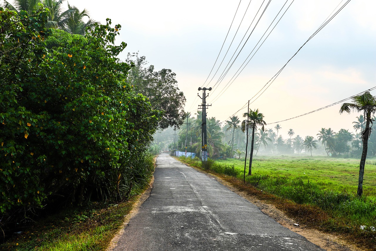 nature  fog  green free photo