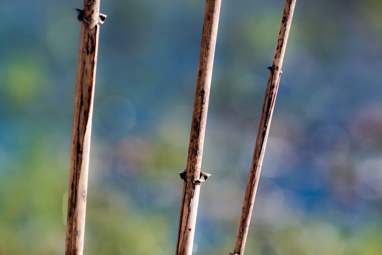 nature  colors  macro free photo