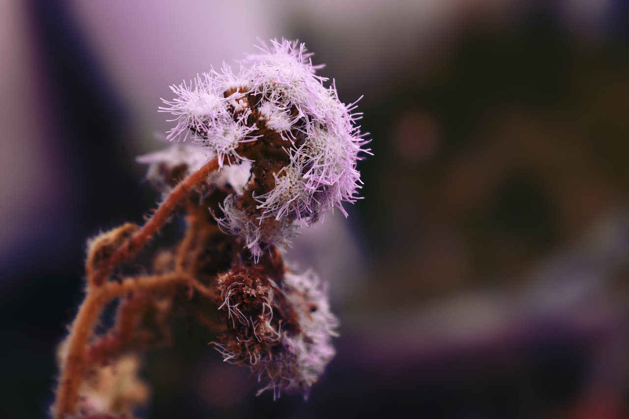 nature  flowers  bouquet free photo