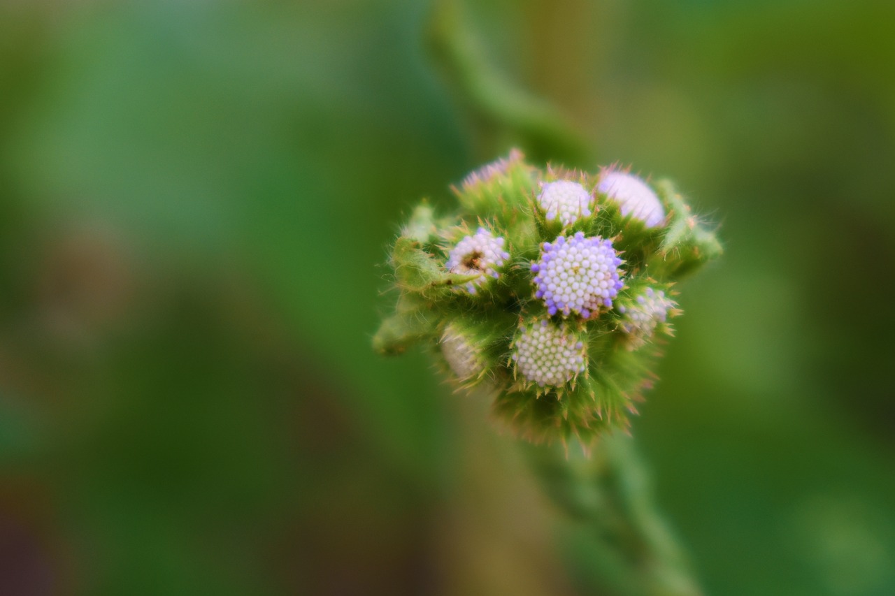 nature  flowers  bouquet free photo