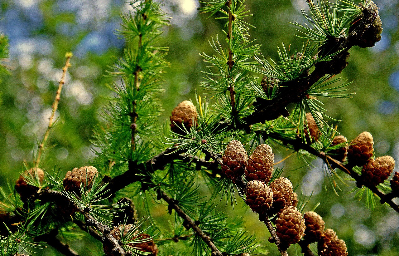 nature tree larch tree name free photo