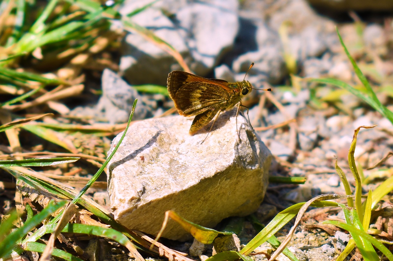 nature  butterfly  incepto free photo