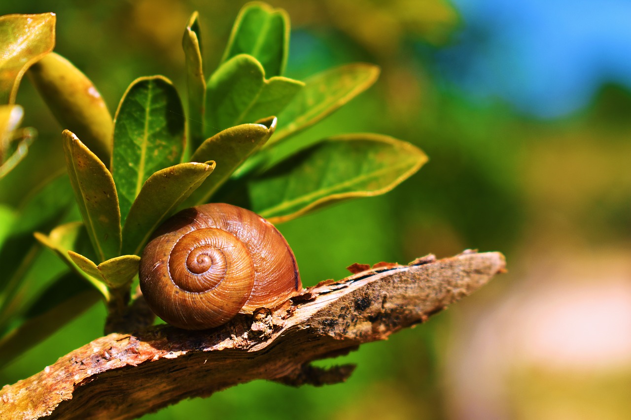 nature  snail  molluscum free photo