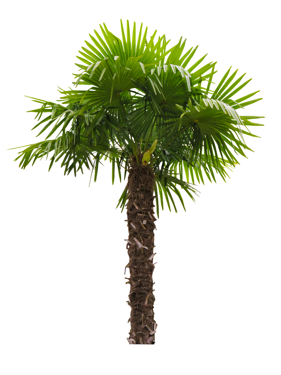 nature  tree  palm free photo