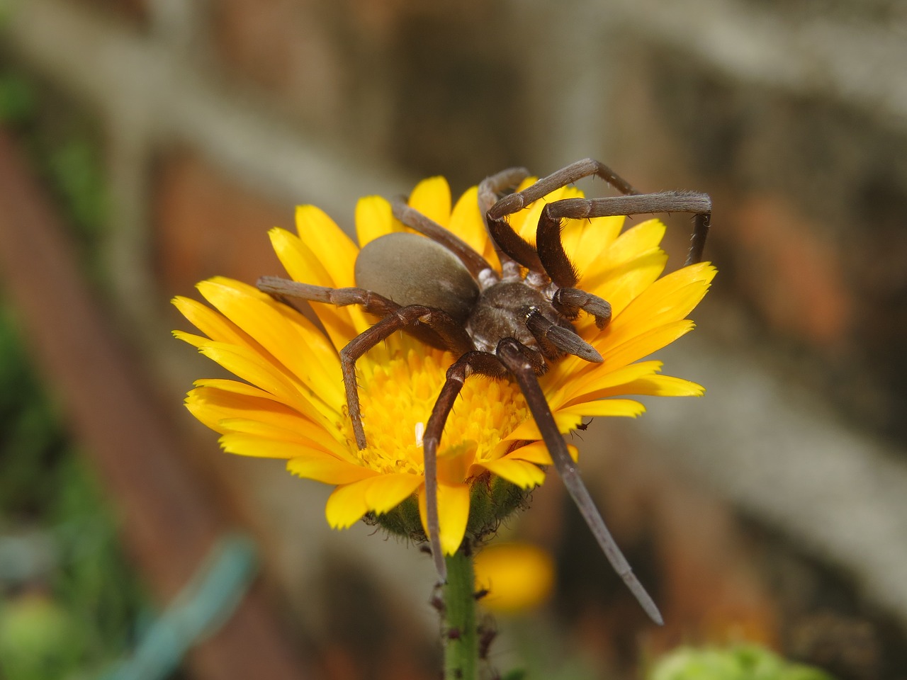 nature  insect  spider free photo