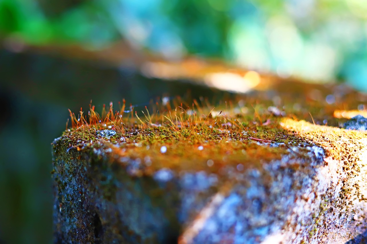 nature  outdoor  field free photo