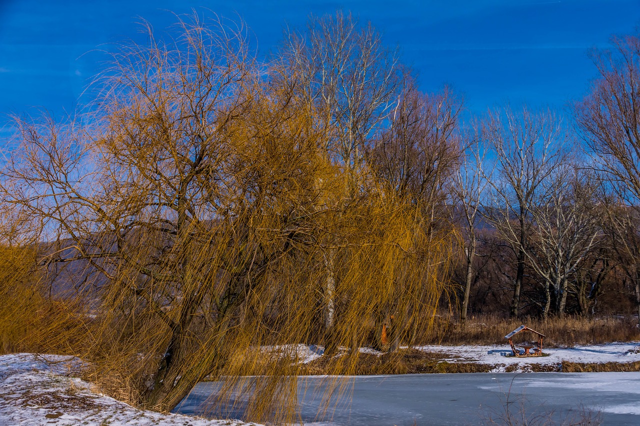 nature  wood  winter free photo