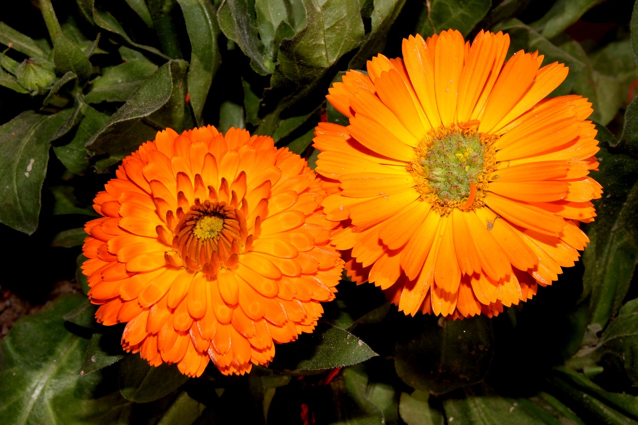 nature  beauty  flowers free photo