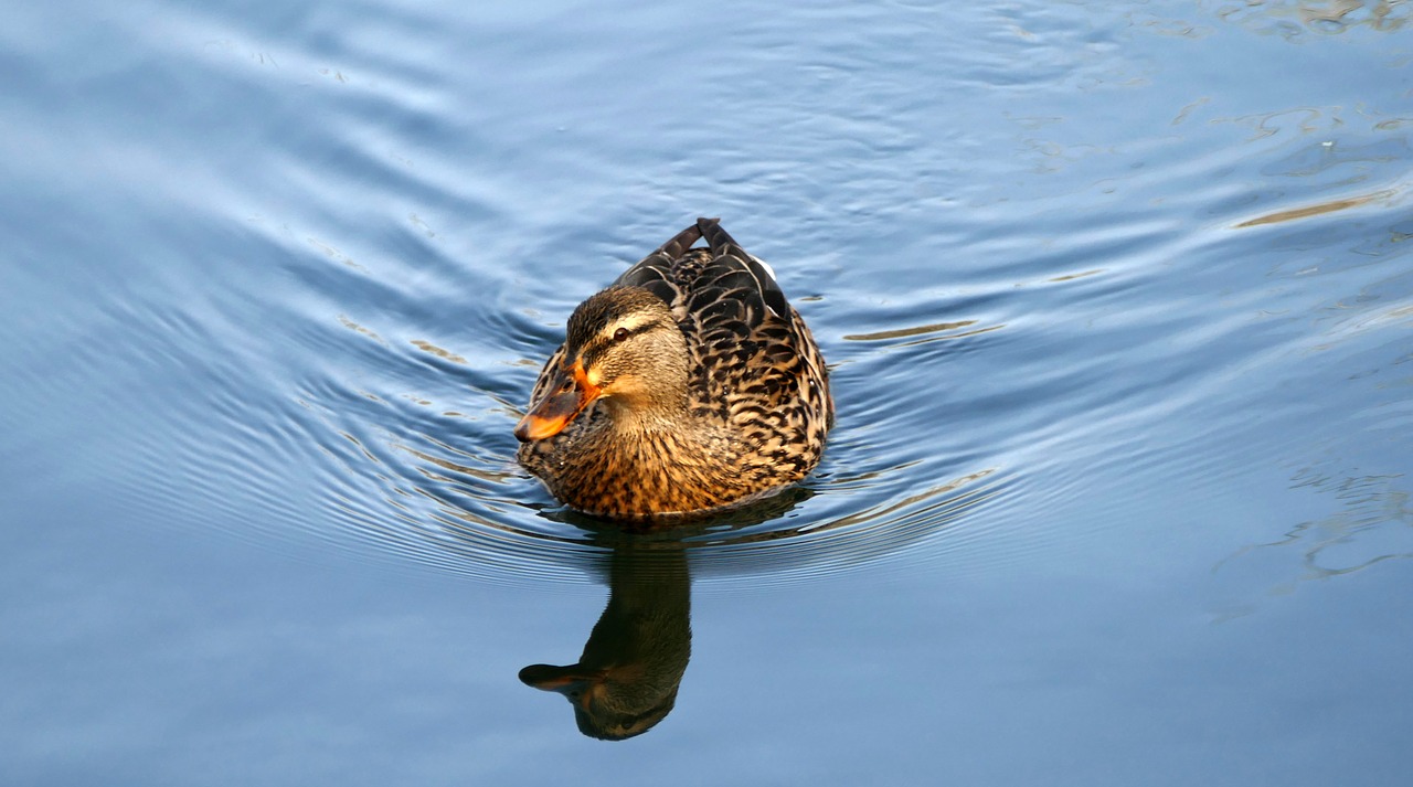 nature  animals  duck free photo