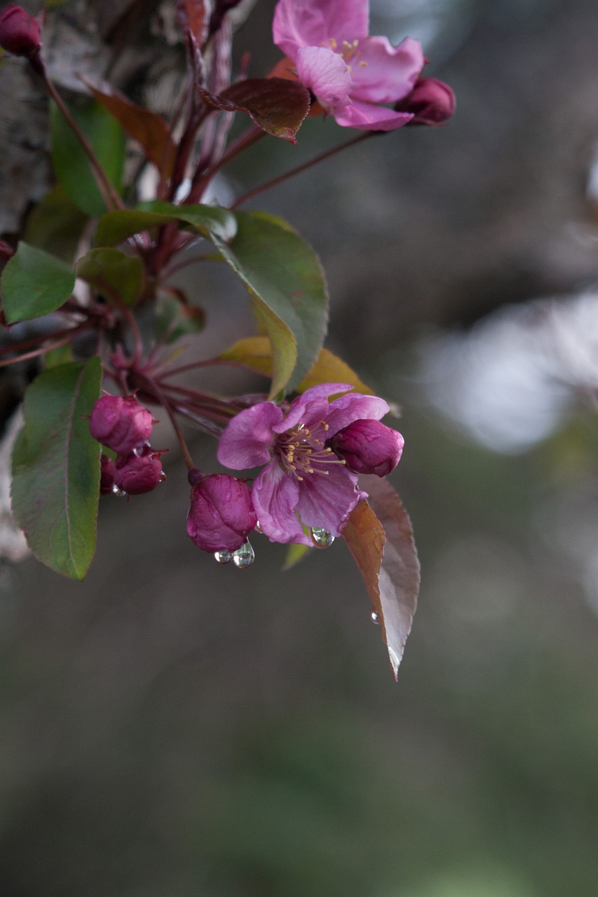 nature  spring  water droplets free photo