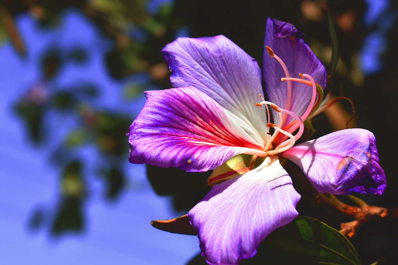 nature  flower  orchid free photo