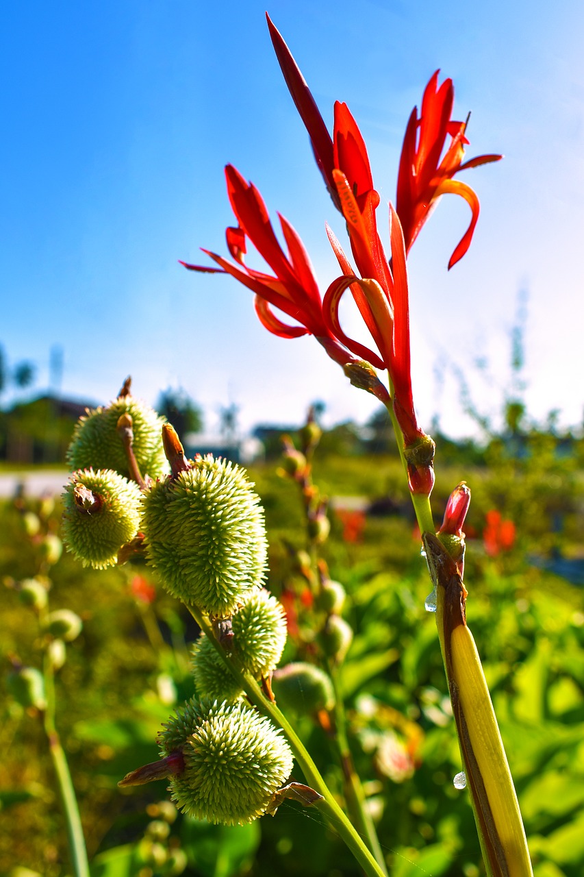 nature  flower  fruits free photo