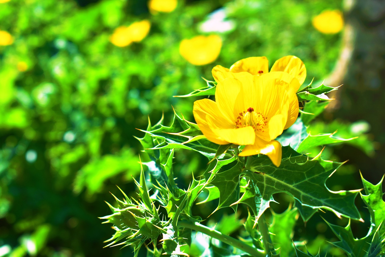 nature  flowers  thorns free photo