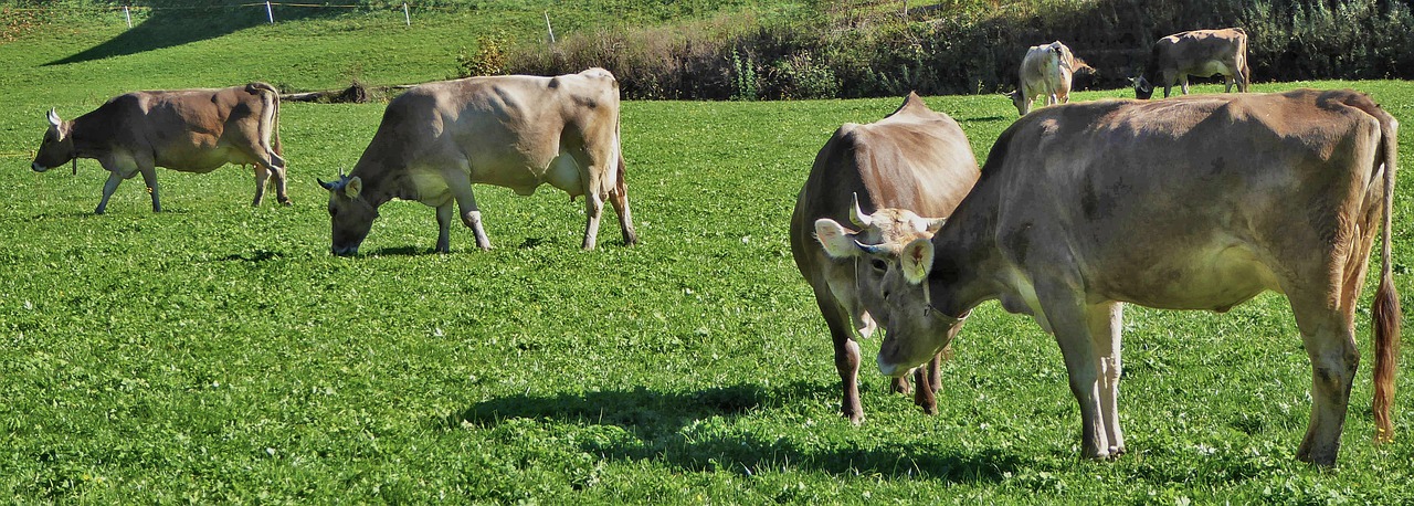 nature  agriculture  dairy cattle free photo