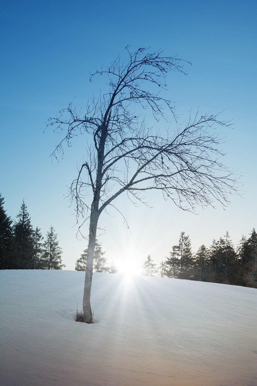 nature  snow  tree free photo