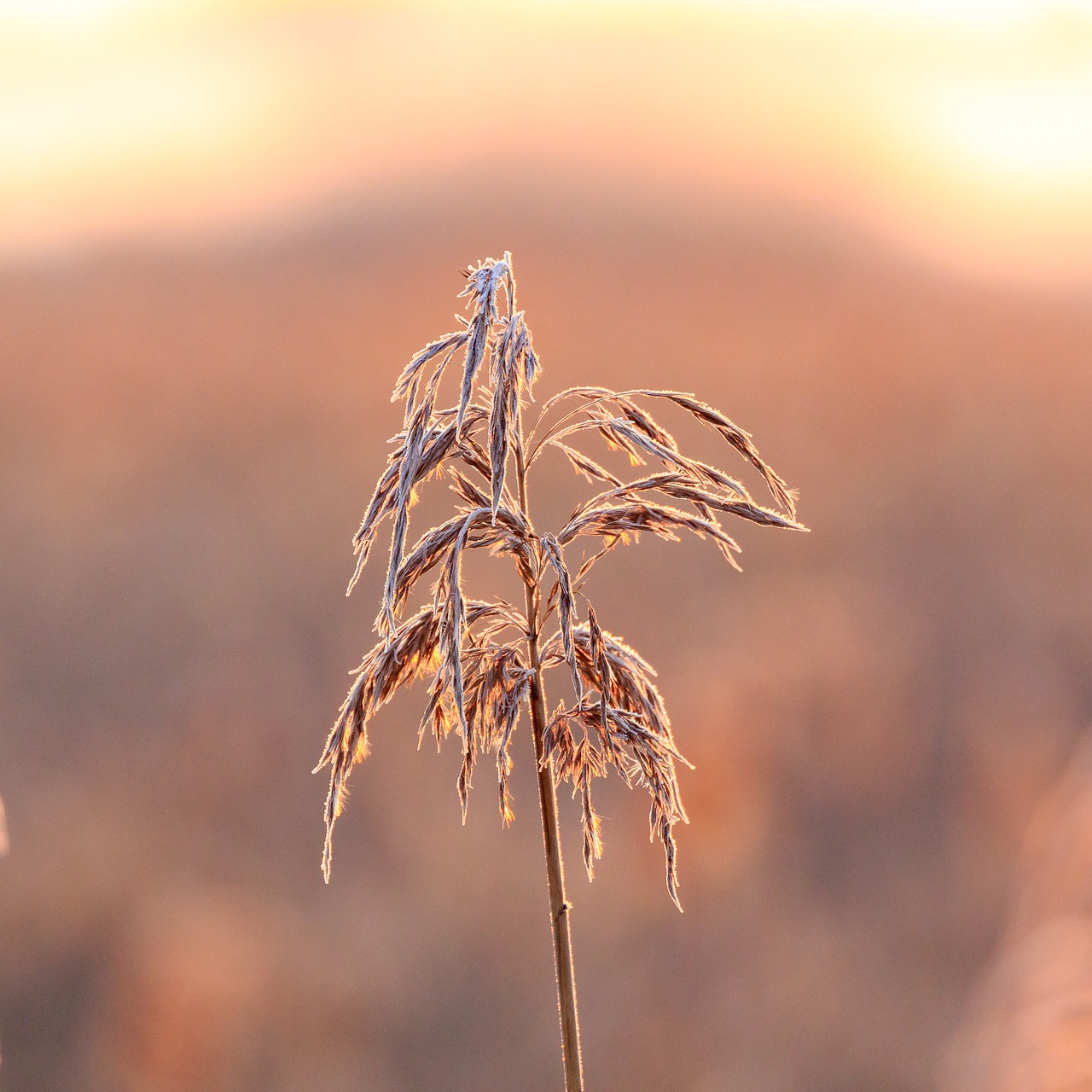 nature  morning sun  ripe free photo