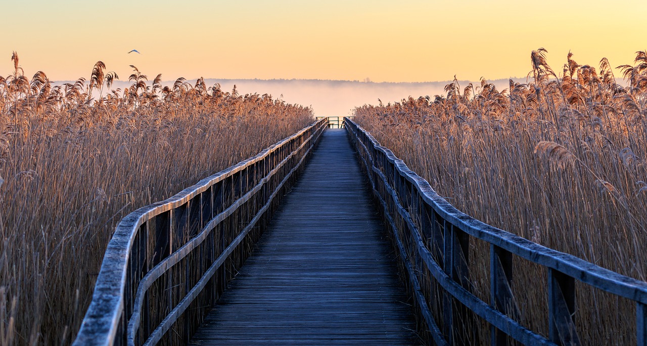 nature  morning sun  ripe free photo