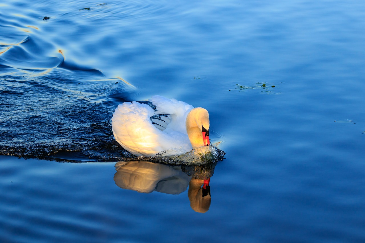 nature  morning sun  sunrise free photo