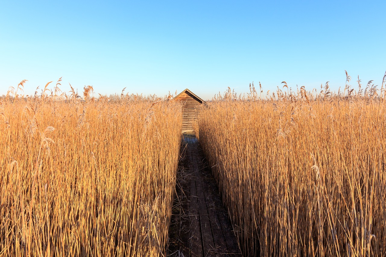 nature  morning sun  reed free photo