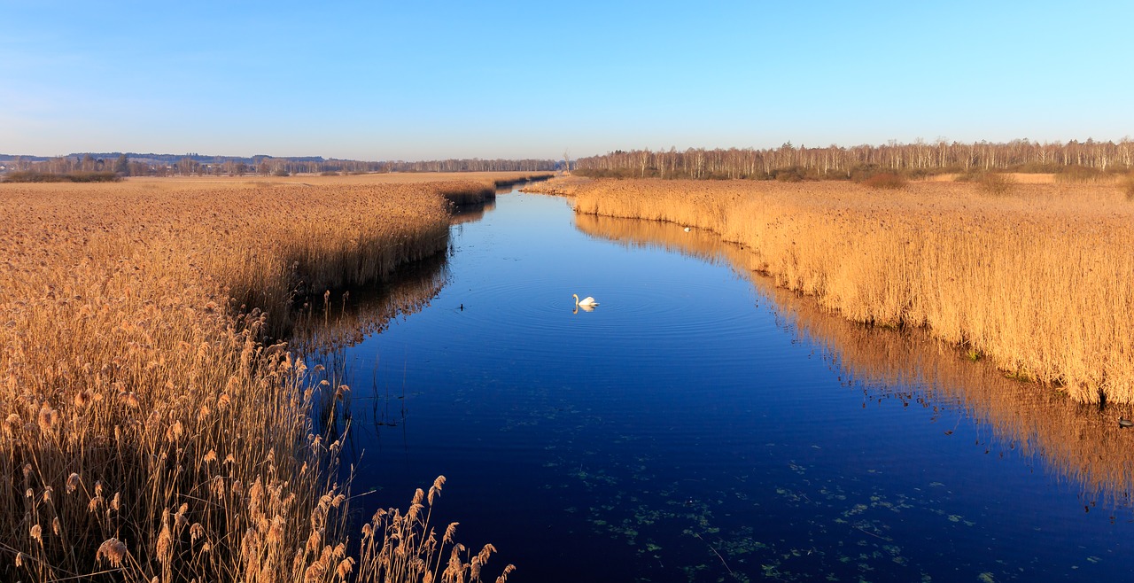 nature  morning sun  reed free photo