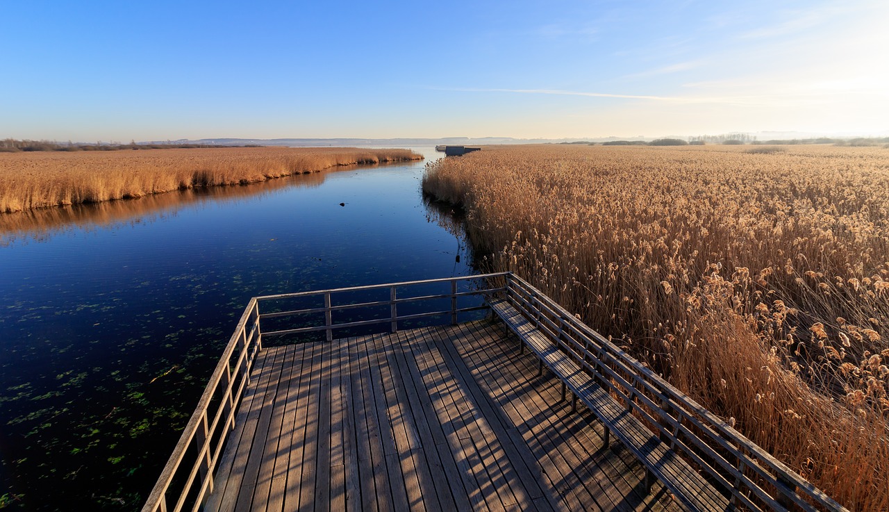 nature  morning sun  reed free photo