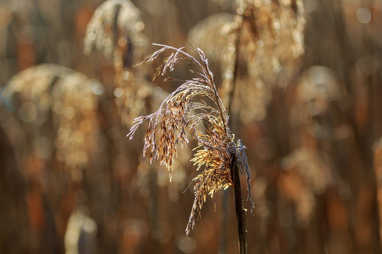 nature  morning sun  reed free photo