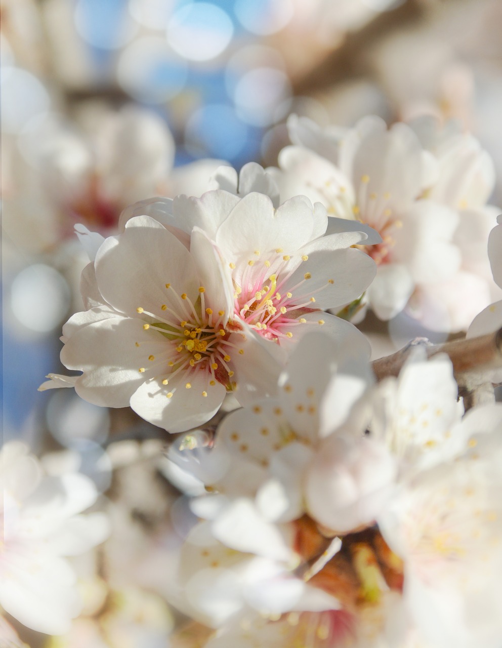 nature  blossom  almond free photo
