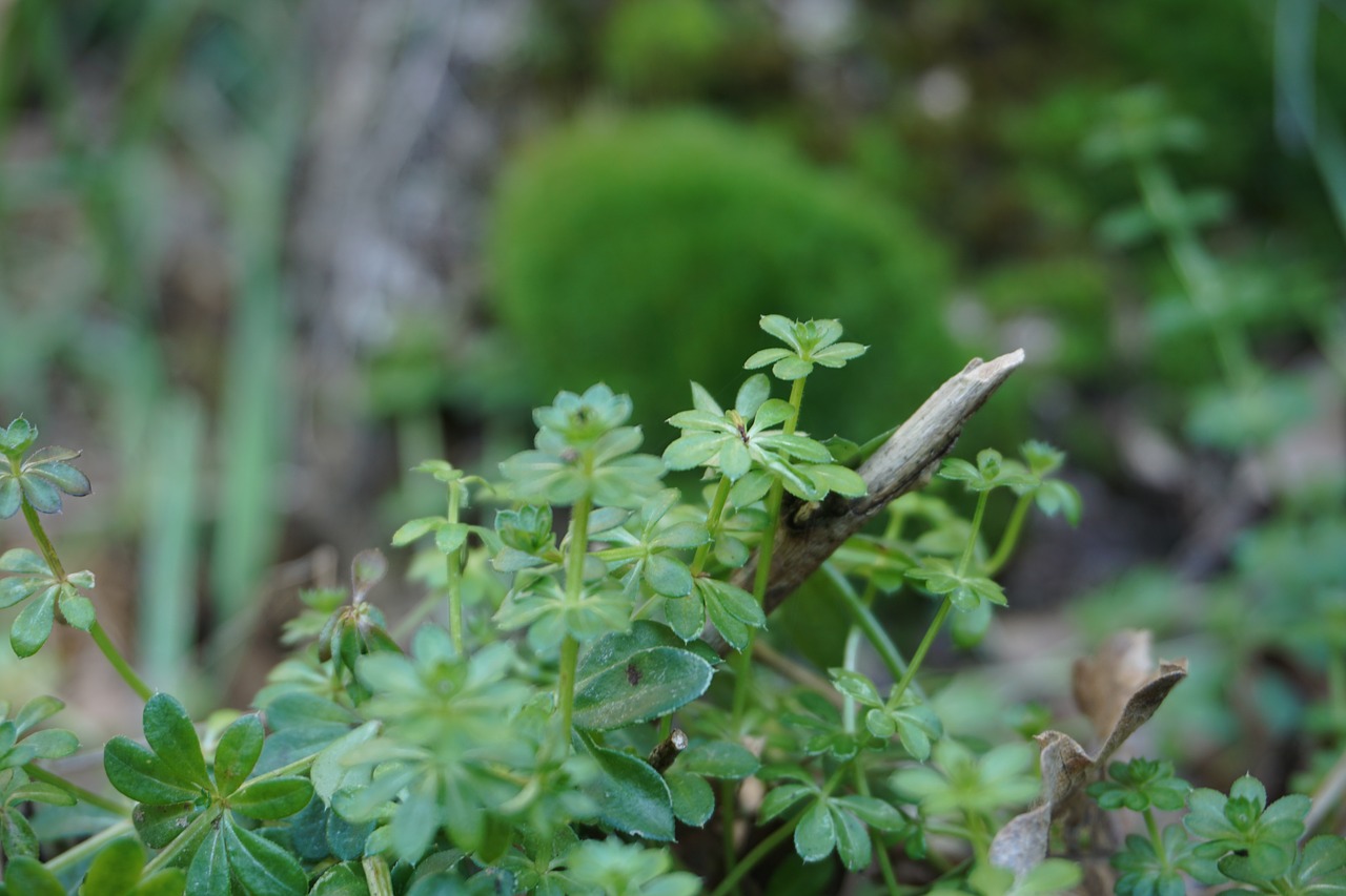 nature  green  foam free photo