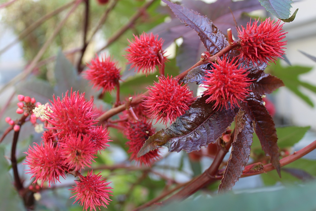 nature  bush  flower free photo