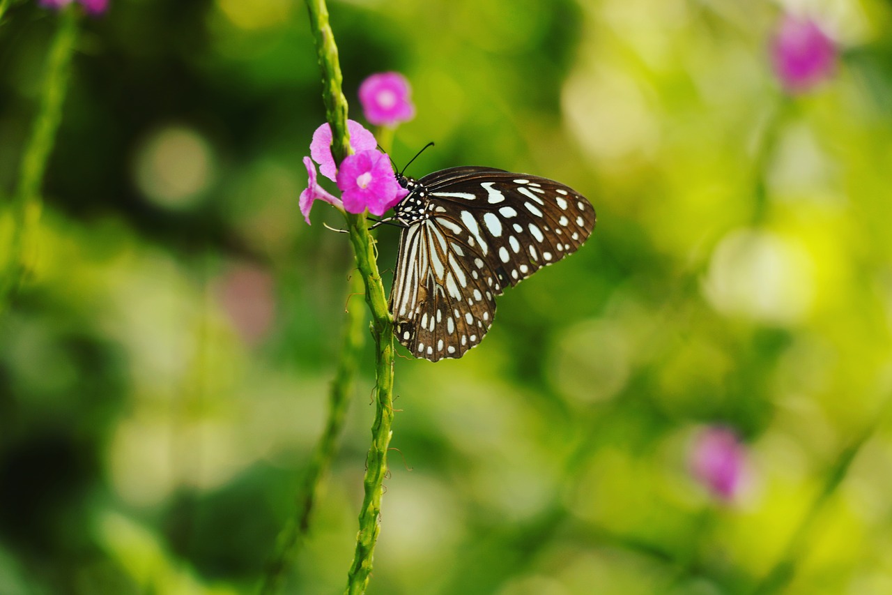 nature  butterfly  green free photo