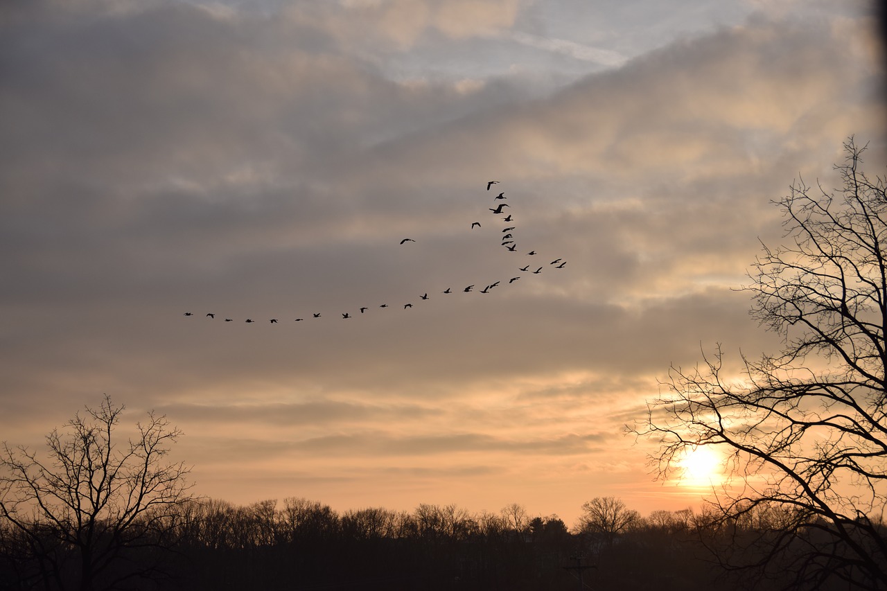 nature  sun  sunset free photo