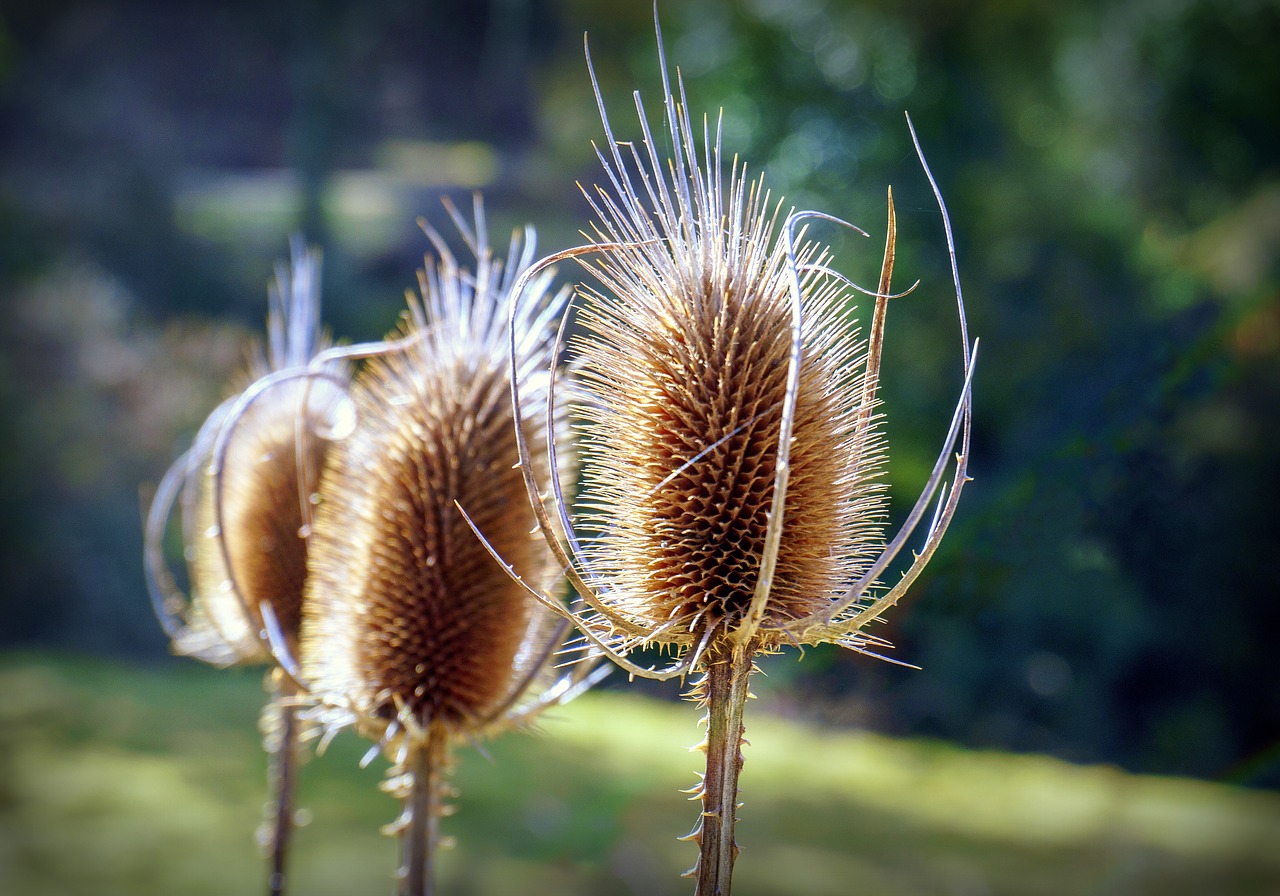 nature  plants  forest free photo