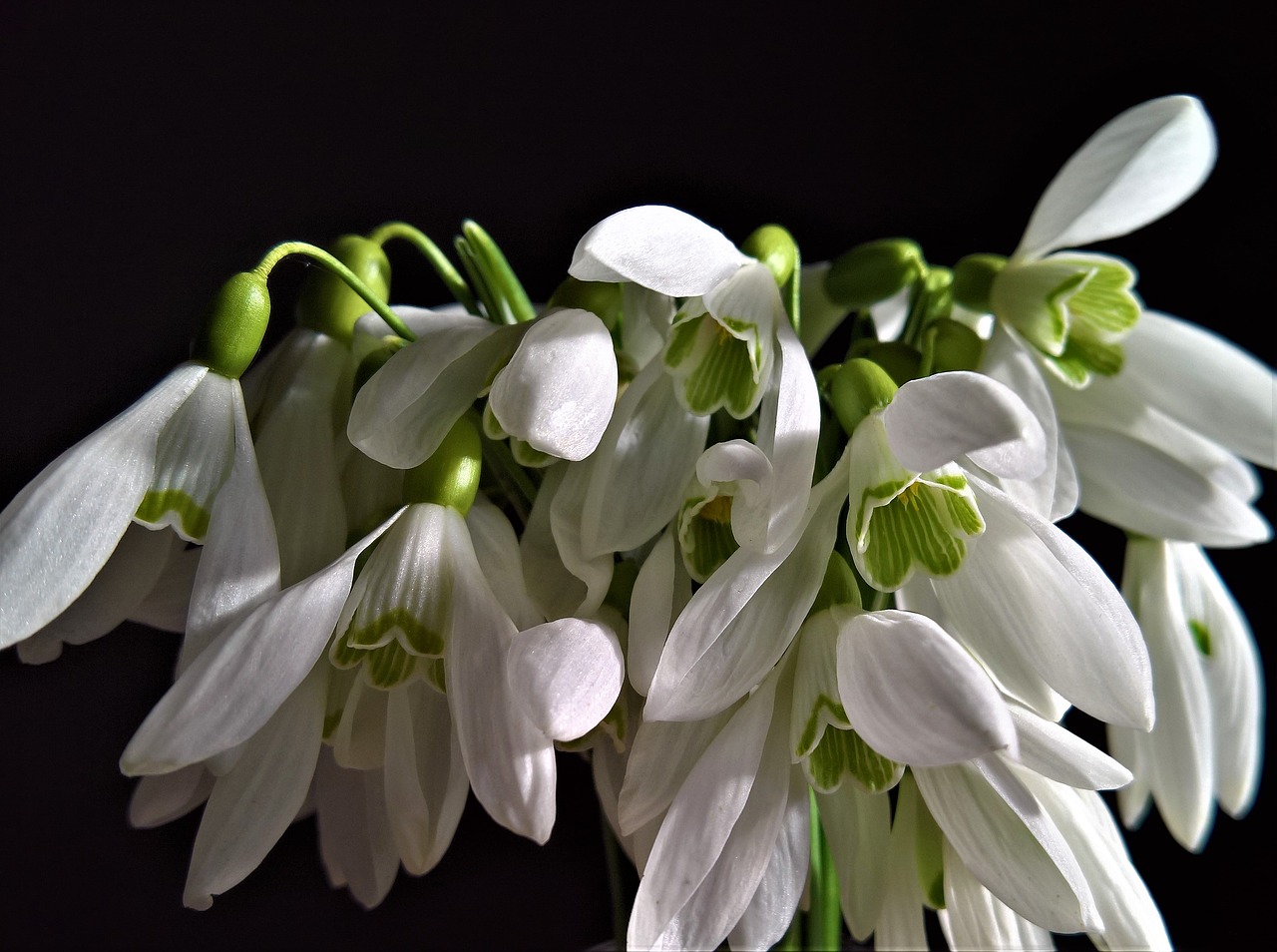 nature  seasons  snowdrops free photo