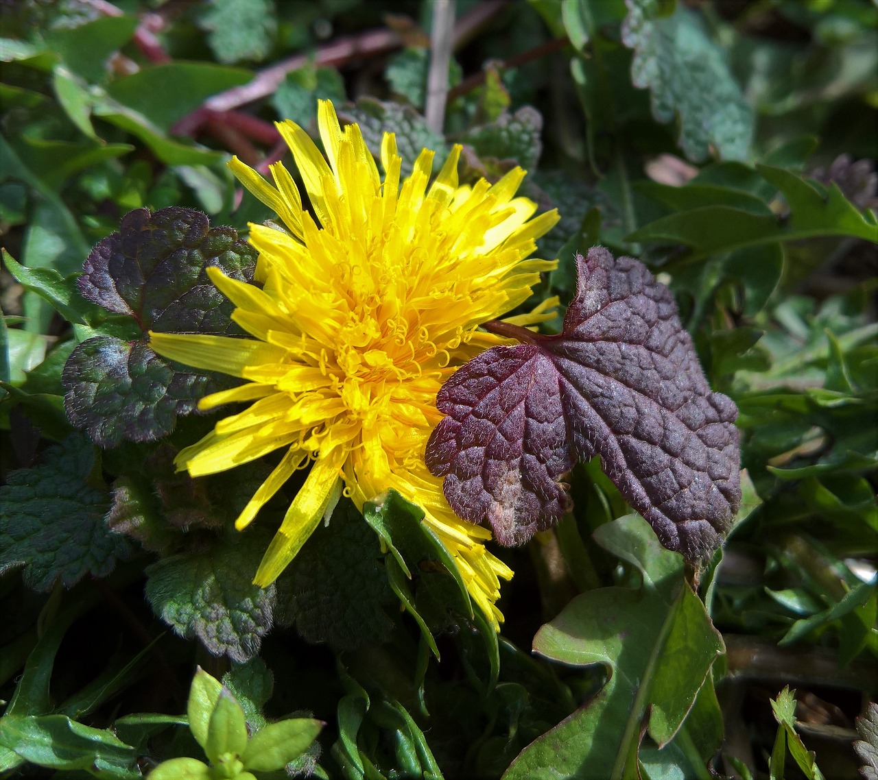 nature  grass  dandelion free photo