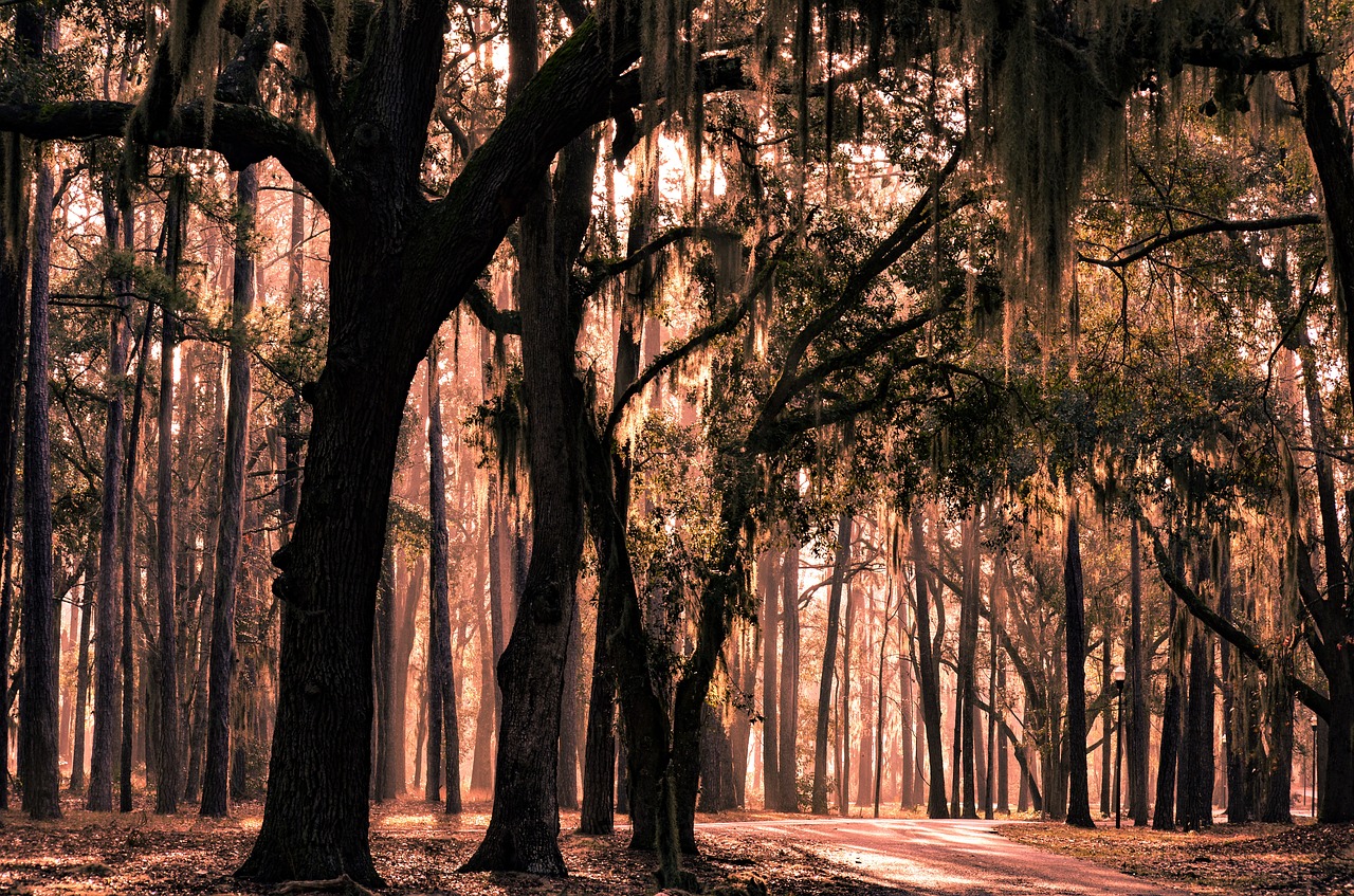 nature  trees  forest free photo