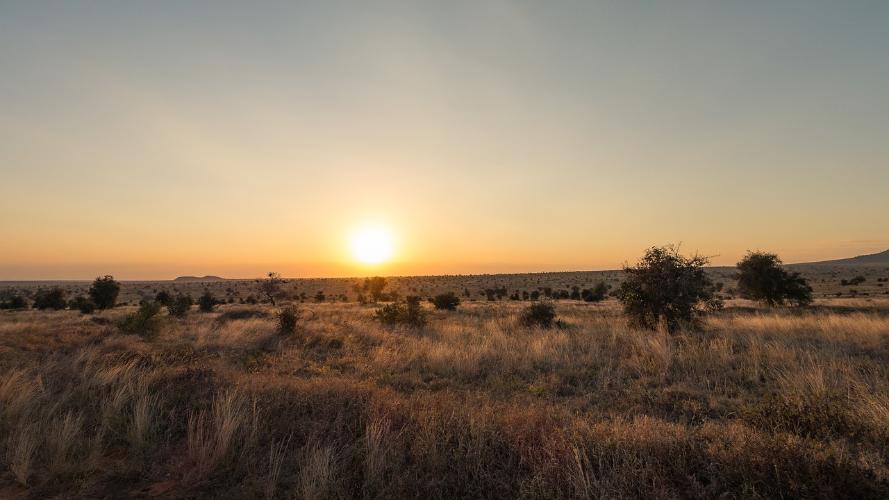 nature  safari  national park free photo