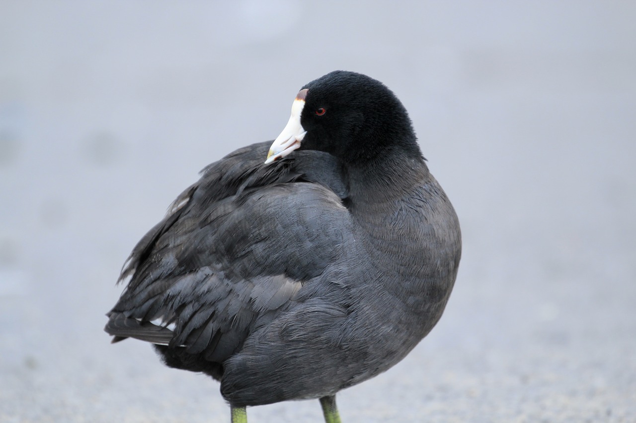 nature  bird  waterfowl free photo