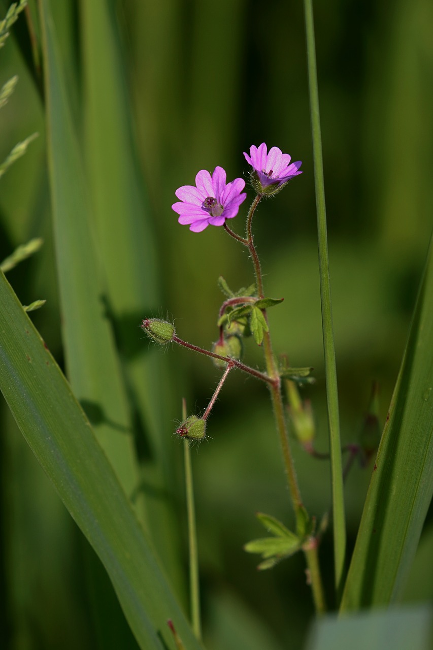 nature  flowers  spring free photo