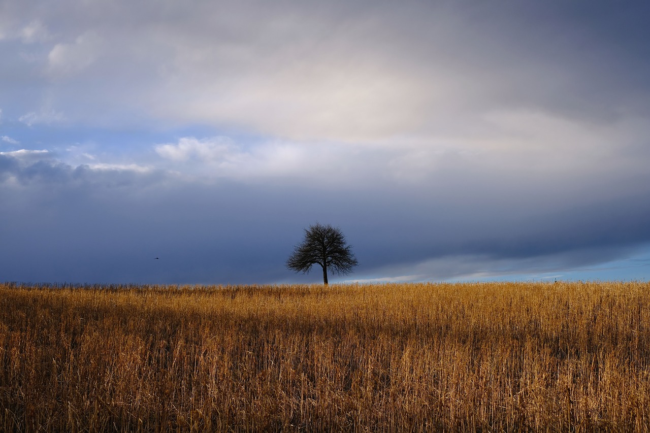 nature  landscape  mood free photo