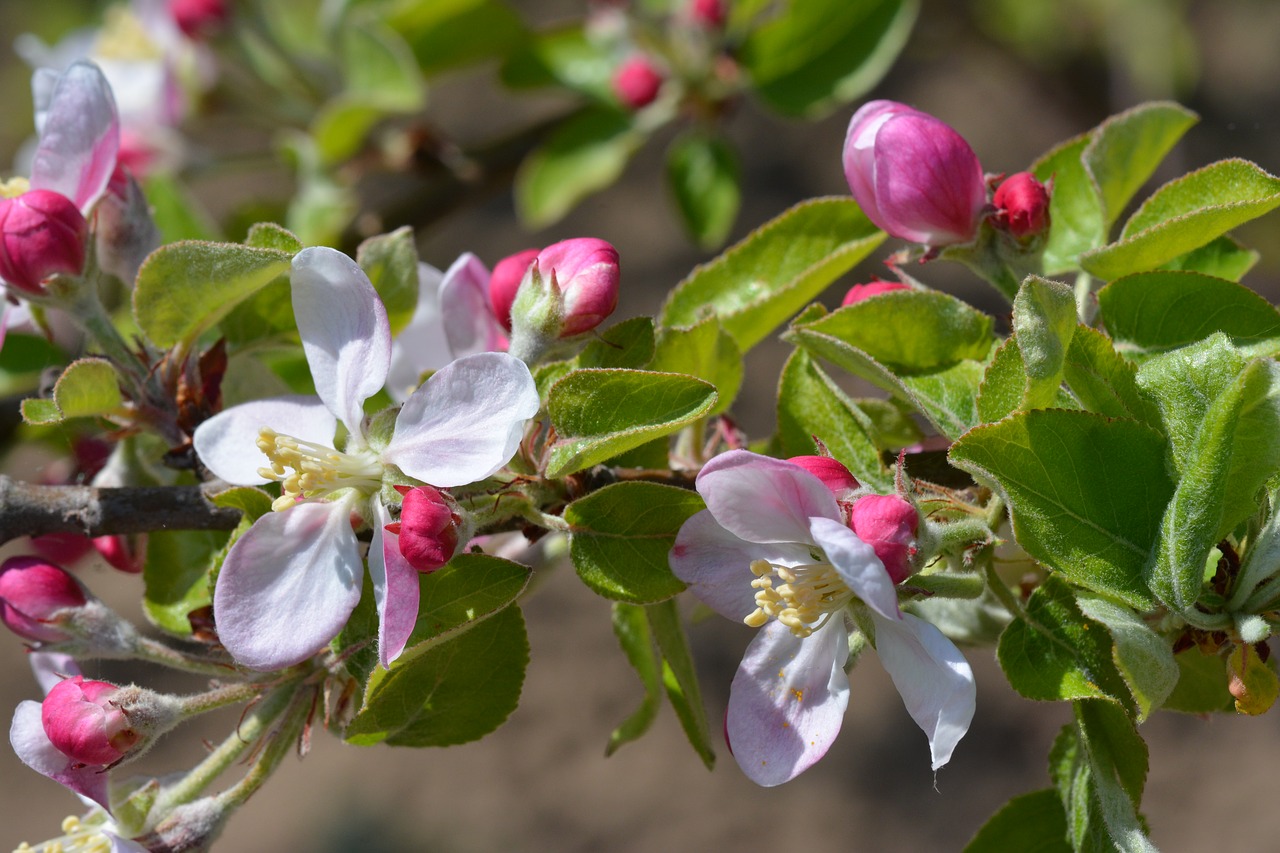 nature  flower  garden free photo