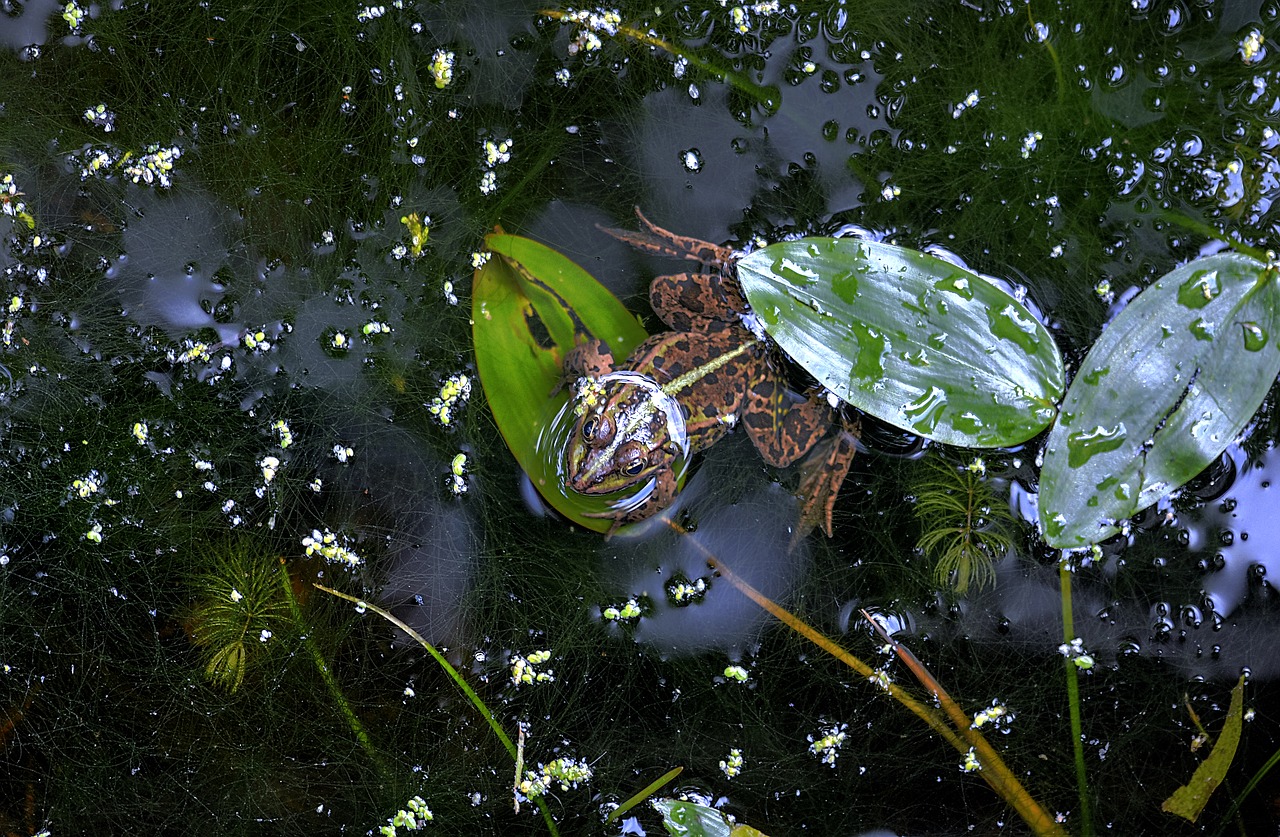 nature  pond  water free photo