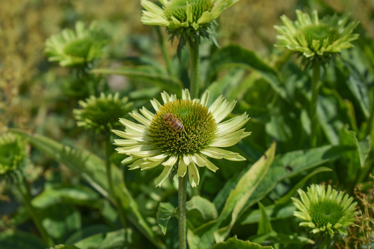 nature  flower  plant free photo