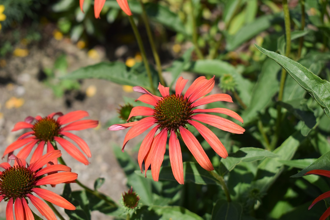 nature  flower  plant free photo