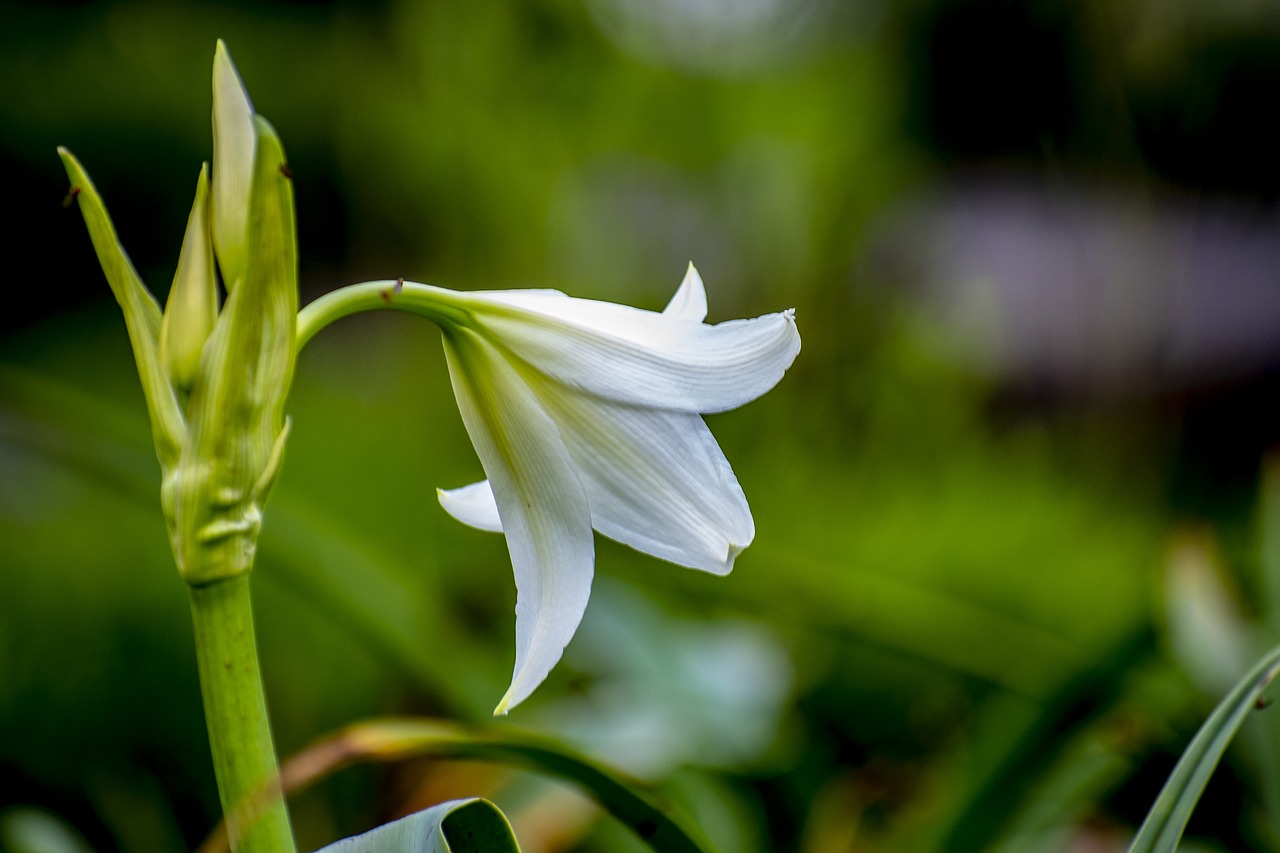 nature  flower  spring free photo