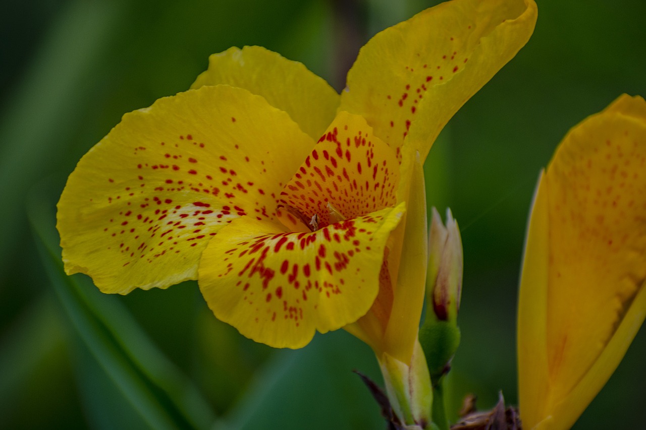 nature  flower  spring free photo