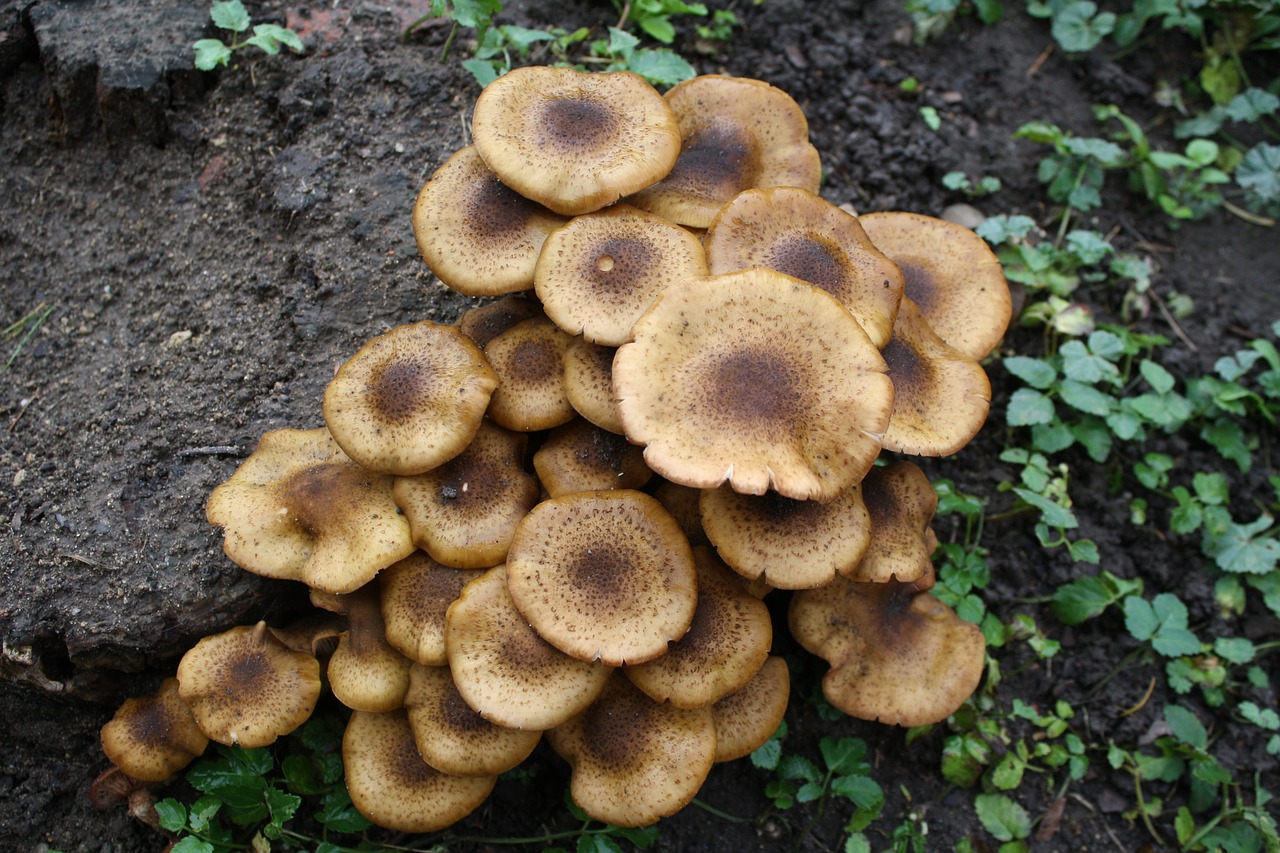 nature  mushrooms  plant free photo