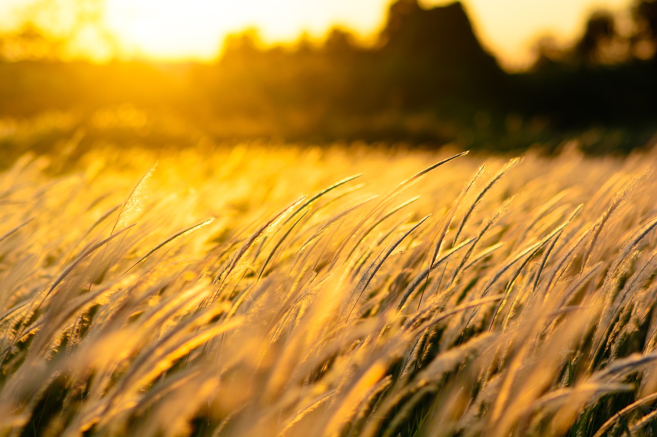 nature  grass  sunset free photo