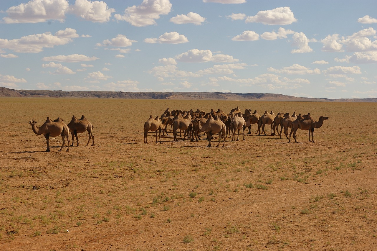 nature  camel  desert free photo