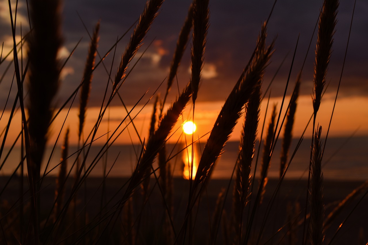 nature  sunset  coast free photo